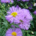 Erigeron speciosus fleur